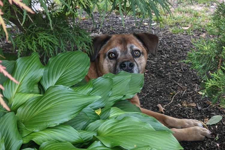 Ozzy the dog sitting behind a leafy bush